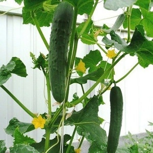 Ang pinakasikat na mga pipino ng Zozulya sa mga hardinero para sa mga greenhouse at bukas na lupa