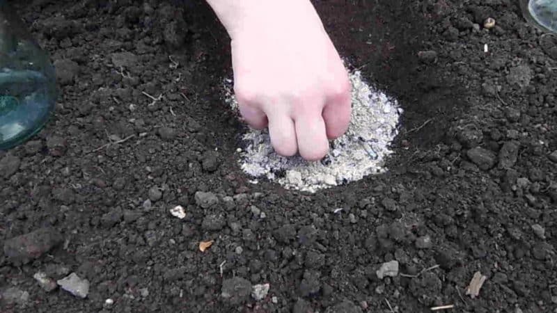 Stapsgewijze technologie voor het kweken van courgette in een kas: volg de regels en geniet van de resultaten