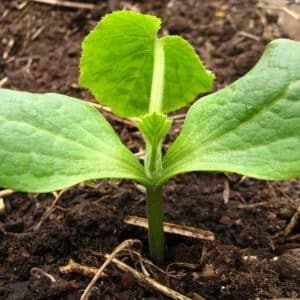 Tecnología paso a paso para cultivar calabacines en invernadero: sigue las reglas y disfruta de los resultados.