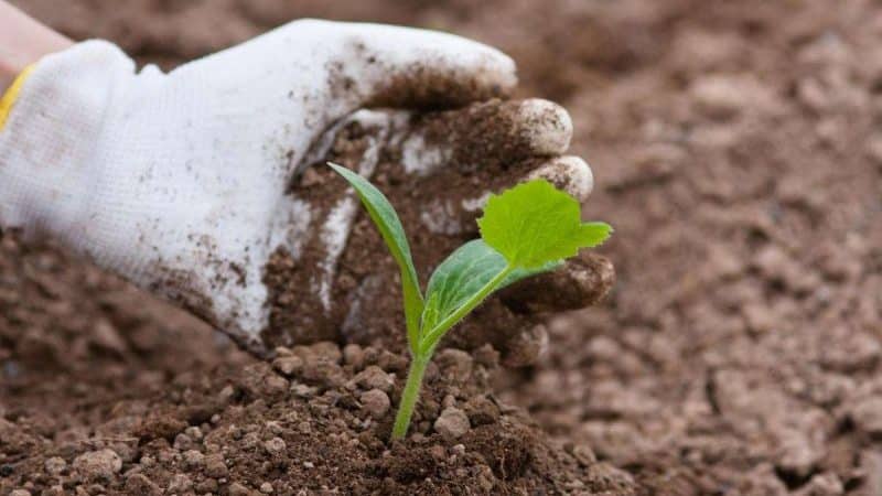 Stapsgewijze technologie voor het kweken van courgette in een kas: volg de regels en geniet van de resultaten