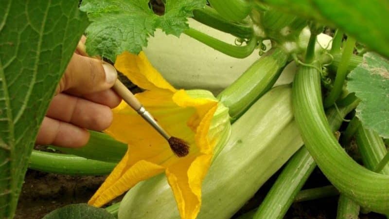 Step-by-step technology for growing zucchini in a greenhouse: follow the rules and enjoy the results