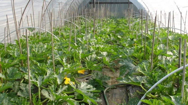 Stapsgewijze technologie voor het kweken van courgette in een kas: volg de regels en geniet van de resultaten