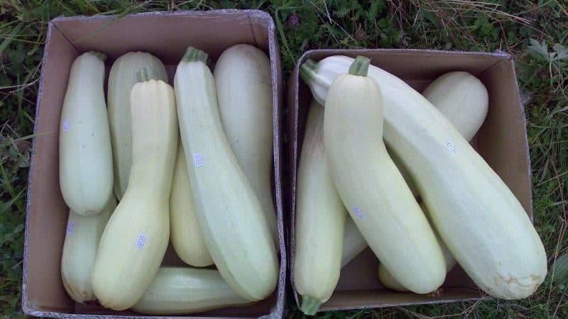 Stapsgewijze technologie voor het kweken van courgette in een kas: volg de regels en geniet van de resultaten