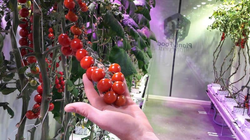 Panduan langkah demi langkah untuk menanam tomato ceri: ikut peraturan dan dapatkan hasil tuaian yang hebat