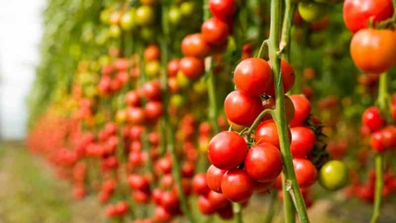 Guía paso a paso para cultivar tomates cherry: sigue las reglas y obtén una gran cosecha