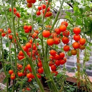 Guía paso a paso para cultivar tomates cherry: sigue las reglas y obtén una gran cosecha