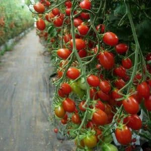 Octopus - a real tomato tree with a gigantic harvest