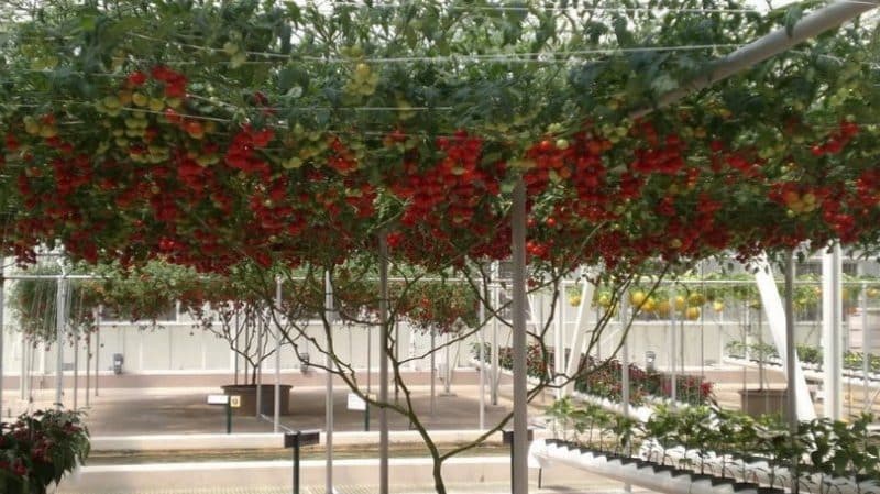 Pulpo: un verdadero árbol de tomate con una cosecha gigantesca