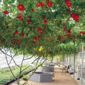 Polvo - um verdadeiro tomateiro com uma colheita gigantesca