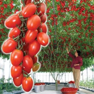 Pulpo: un verdadero árbol de tomate con una cosecha gigantesca