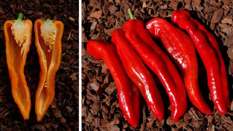 Record holder for vitamin content - Ramiro sweet pepper with an exotic appearance