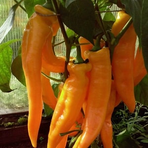 Record holder for vitamin content - Ramiro sweet pepper with an exotic appearance