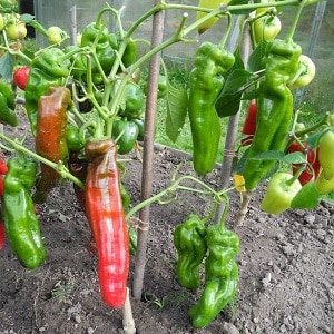 Record holder for vitamin content - Ramiro sweet pepper with an exotic appearance