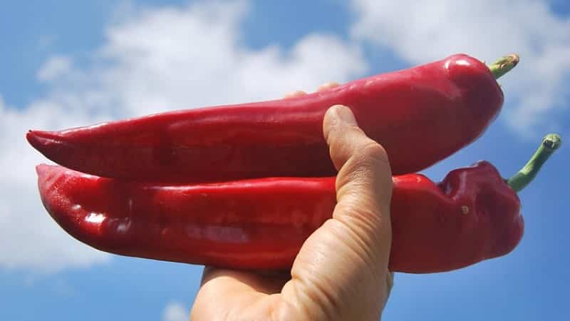 Record holder for vitamin content - Ramiro sweet pepper with an exotic appearance