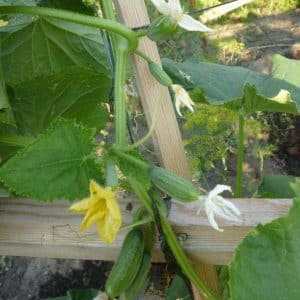 Ang pipino na nanalo sa puso ng maraming mga magsasaka - F1 pagiging perpekto para sa mga greenhouse at bukas na lupa