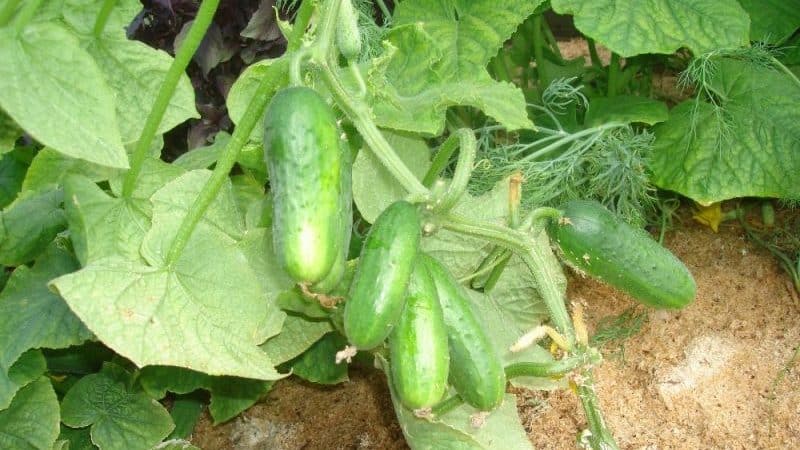 Ang pipino na nanalo sa puso ng maraming mga magsasaka - F1 pagiging perpekto para sa mga greenhouse at bukas na lupa