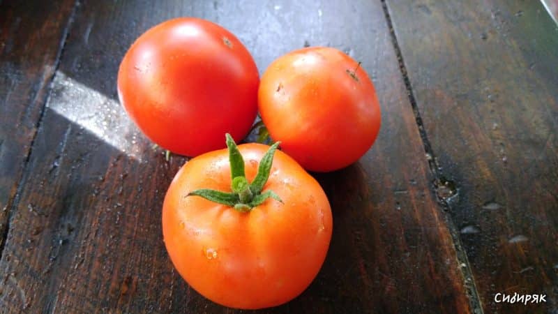 Resistente e fácil de cuidar, o tomate Sibiryak é ideal para cultivo em regiões de clima rigoroso