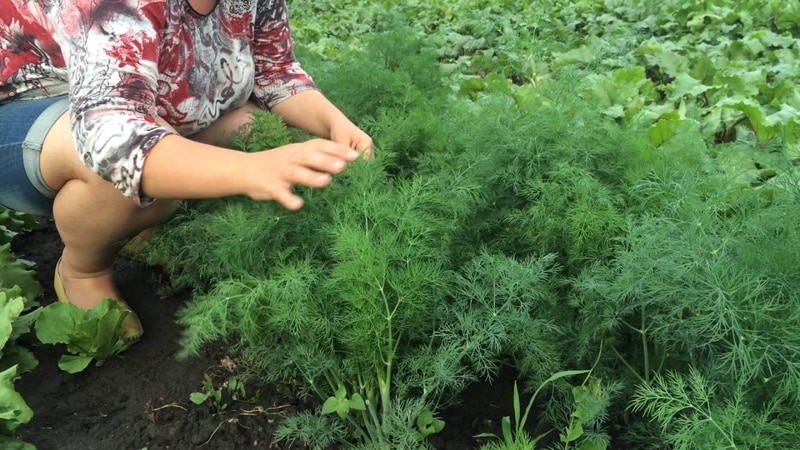 How long does it take for dill to sprout in open ground and how to speed up the process