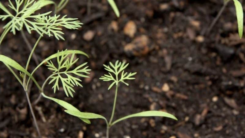 Combien de temps faut-il pour que l'aneth germe en pleine terre et comment accélérer le processus