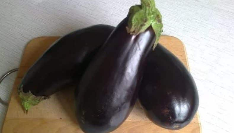 Genomgång av sorten Black Prince aubergine och instruktioner för att odla den