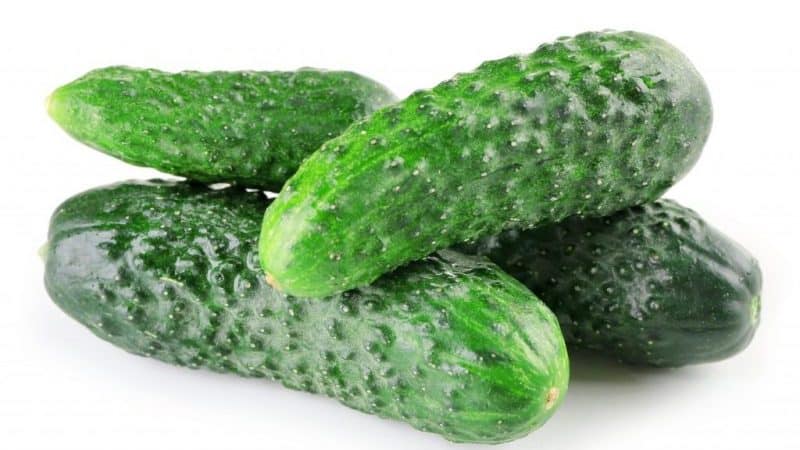 Nezhinsky pickling cucumbers, loved by gardeners for their ease of cultivation, excellent taste and aroma