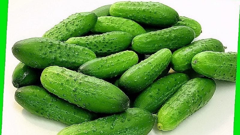 Nezhinsky pickling cucumbers, loved by gardeners for their ease of cultivation, excellent taste and aroma