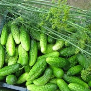 Nezhinsky pickling cucumber, minamahal ng mga hardinero para sa kanilang kadalian sa paglilinang, mahusay na lasa at aroma