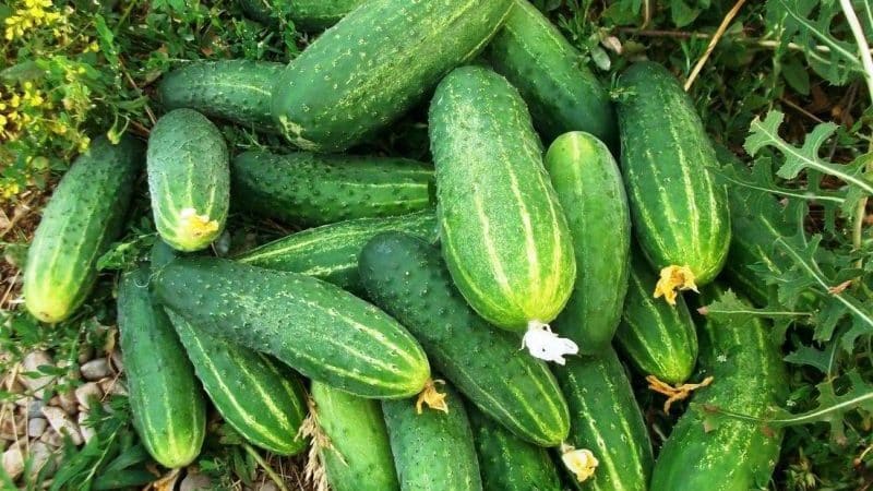 The Phoenix cucumber variety, popular among summer residents, has high yields and excellent taste.