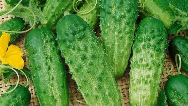 The Phoenix cucumber variety, popular among summer residents, has high yields and excellent taste.