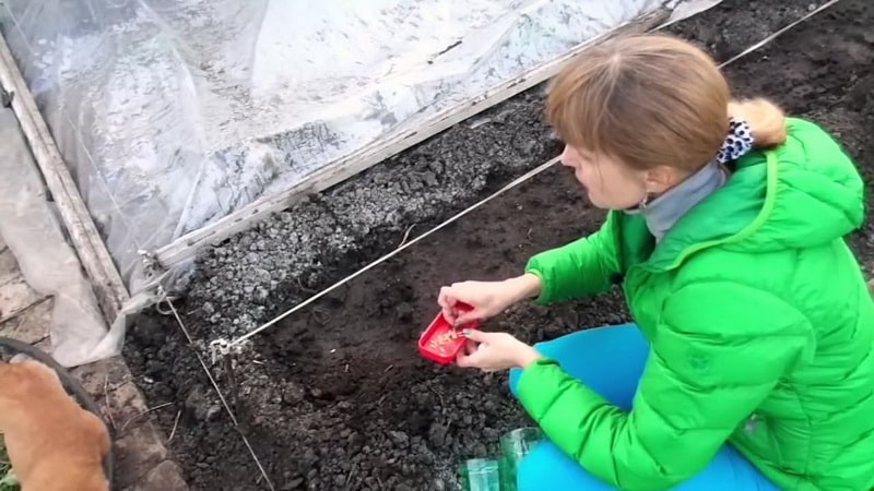 Varietà di cetriolo Zhuravlenok degli allevatori della Crimea per la coltivazione in climi caldi