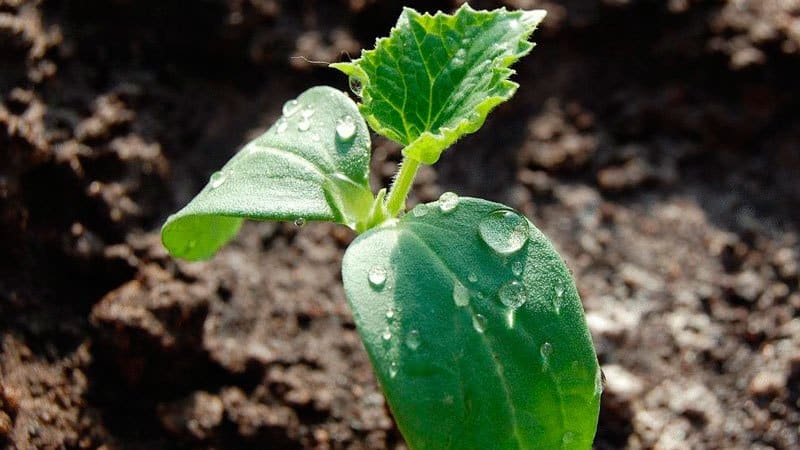 Cucumber variety Zhuravlenok from Crimean breeders for growing in warm climates