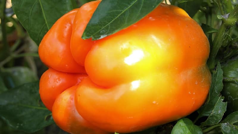 Big Mama pepper variety with juicy, sweet orange-colored fruits: easy to grow on your own plot