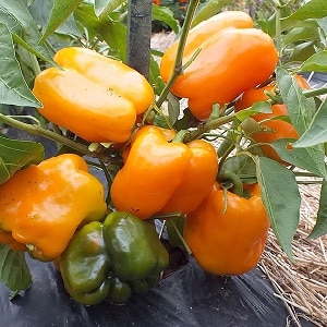 Variété de poivre Big Mama aux fruits juteux et sucrés de couleur orange : facile à cultiver sur votre propre parcelle