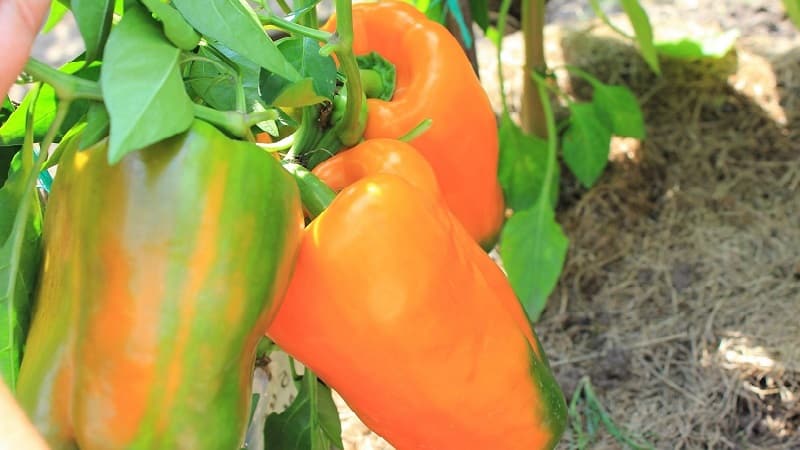 Big Mama pepper variety with juicy, sweet orange-colored fruits: easy to grow on your own plot