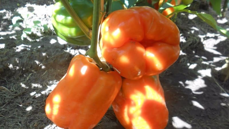 Variedade de pimenta Big Mama com frutas suculentas e doces de cor laranja: fácil de cultivar em seu próprio terreno