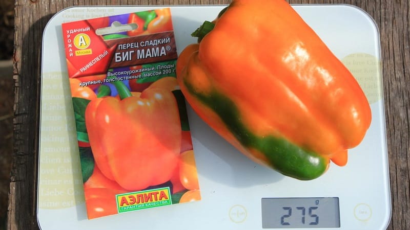 Big Mama pepper variety with juicy, sweet orange-colored fruits: easy to grow on your own plot