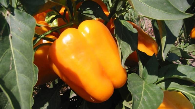 Big Mama pepper variety with juicy, sweet orange-colored fruits: easy to grow on your own plot