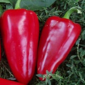 Por que os jardineiros amam tanto a variedade de pimenta Bogatyr e como cultivá-la corretamente