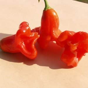 Combining contrasting flavors and looking like a flower, the amazing Bell pepper variety