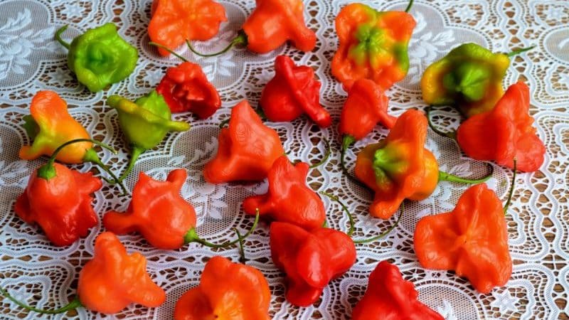 Pinagsasama-sama ang magkakaibang mga lasa at mukhang bulaklak, ang kamangha-manghang iba't ibang Bell pepper