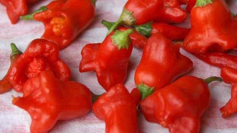 Combining contrasting flavors and looking like a flower, the amazing Bell pepper variety