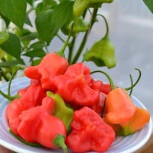 Combining contrasting flavors and looking like a flower, the amazing Bell pepper variety