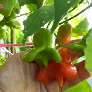 Combining contrasting flavors and looking like a flower, the amazing Bell pepper variety