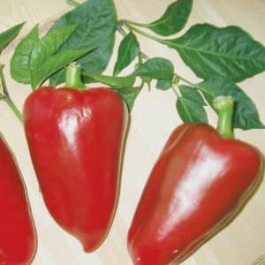 Variedad de pimiento jugoso y fragante Príncipe Siberiano: revisión, instrucciones de cultivo, pros y contras