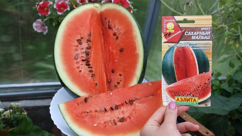 Eine Sorte, die auch in den nördlichen Regionen des Landes für den Anbau geeignet ist – Wassermelone Sugar Baby