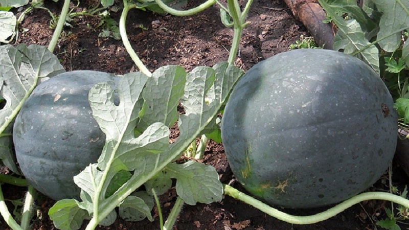 Eine Sorte, die auch in den nördlichen Regionen des Landes für den Anbau geeignet ist – Wassermelone Sugar Baby