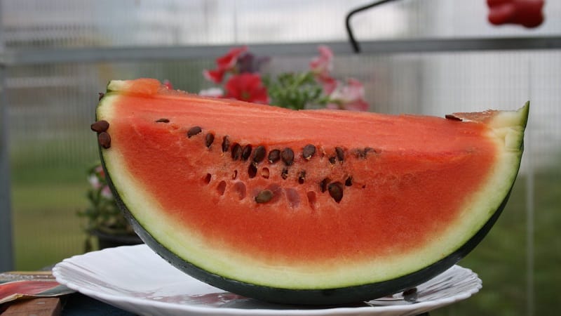 Eine Sorte, die auch in den nördlichen Regionen des Landes für den Anbau geeignet ist – Wassermelone Sugar Baby