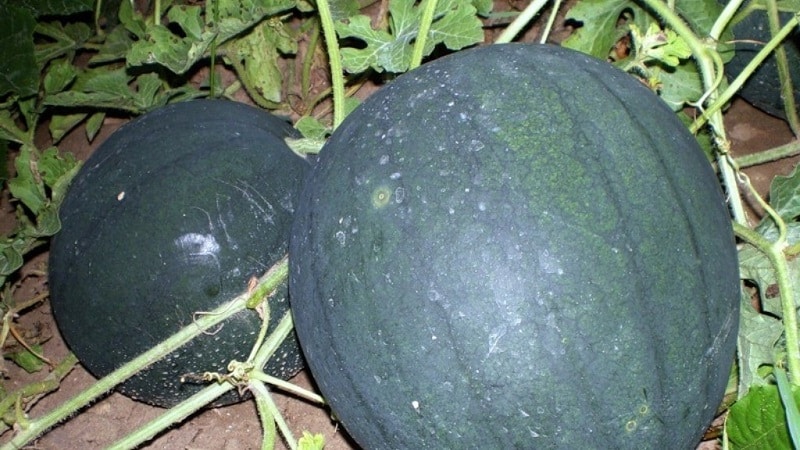 Eine Sorte, die auch in den nördlichen Regionen des Landes für den Anbau geeignet ist – Wassermelone Sugar Baby