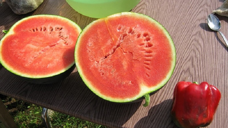 Eine Sorte, die auch in den nördlichen Regionen des Landes für den Anbau geeignet ist – Wassermelone Sugar Baby