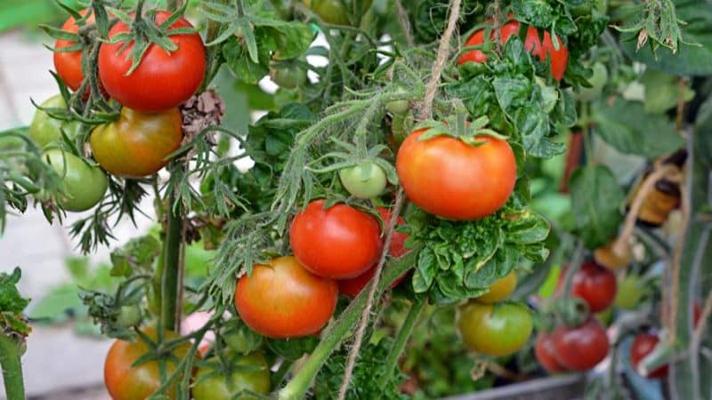 Rasgos característicos de la variedad Palka que gustarán a todo veraneante.